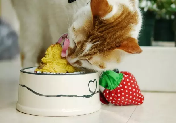 猫咪生日蛋糕←自制猫粮