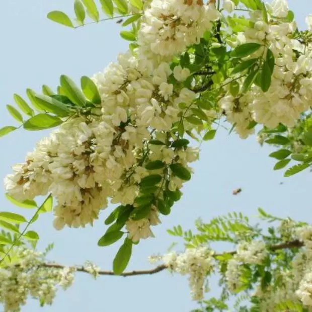 槐花麦饭