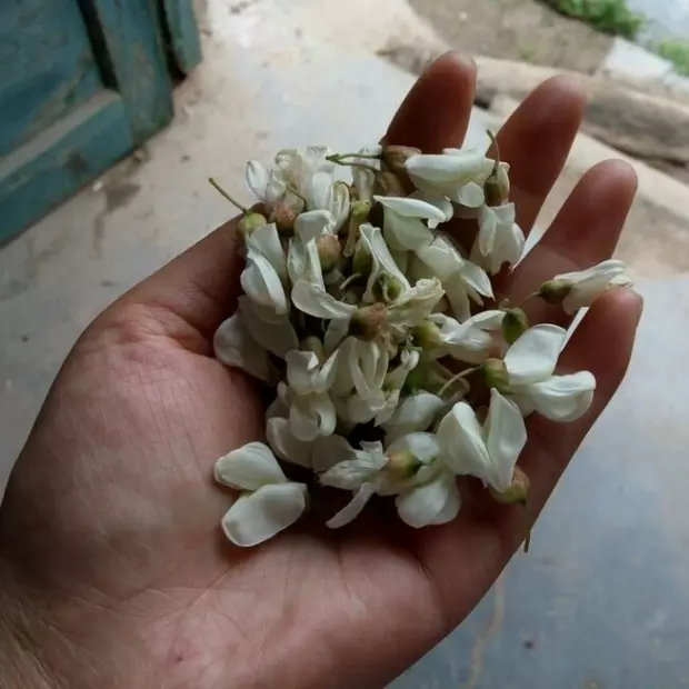 楊槐花飯