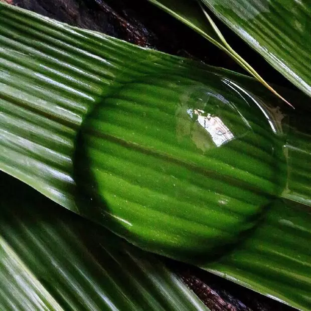 水信玄饼