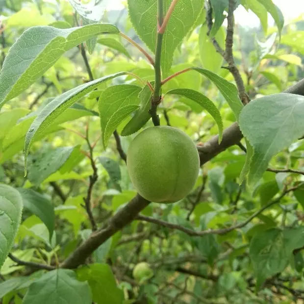 青梅酵素