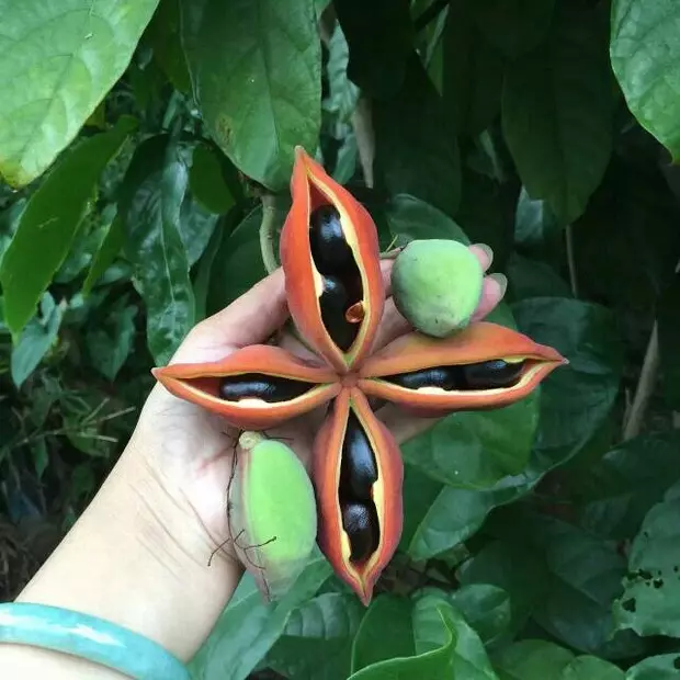 鳳眼果雞湯