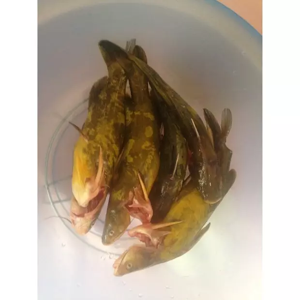 嘎魚燉豆腐