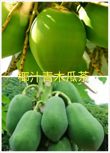 【原来椰子水与青木瓜茶这么强】，【治尿酸】、【痛风与胃痛】都这么有效！！