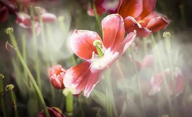 可樂兮兮 · 輕芝士蛋糕（第一個菜譜）