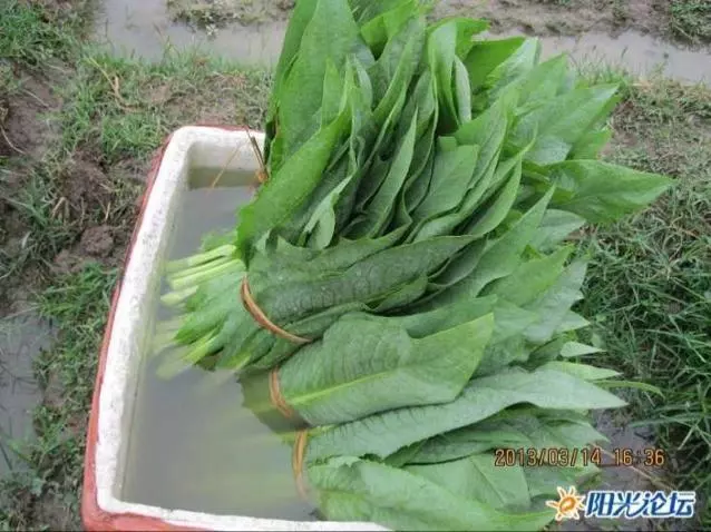 湯水麥菜（茂名特色）