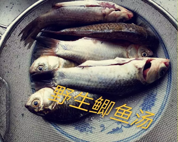 野生鯽魚湯