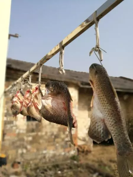 【湖北味道1】  荊州風乾糍粑魚