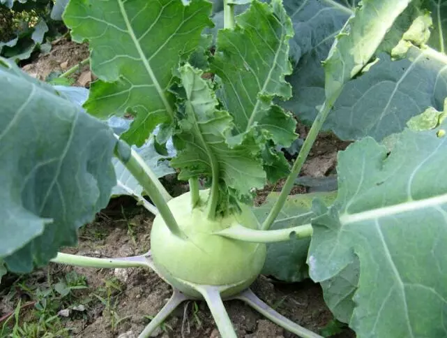 球茎甘蓝/胚蓝/Kohlrabi-凉拌开放公式