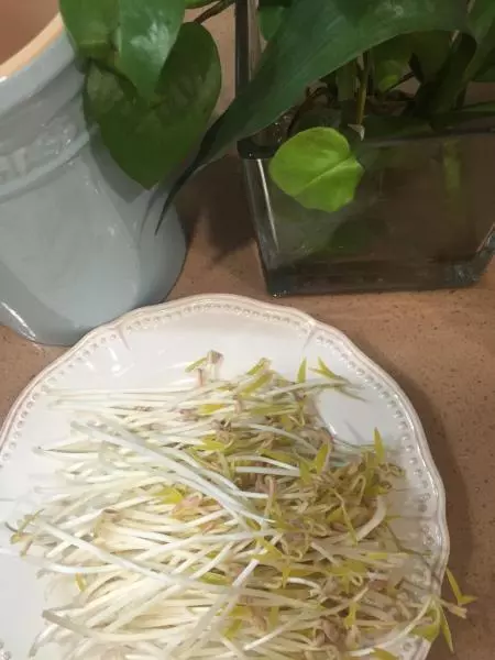 發豆芽（超詳細操作簡單）