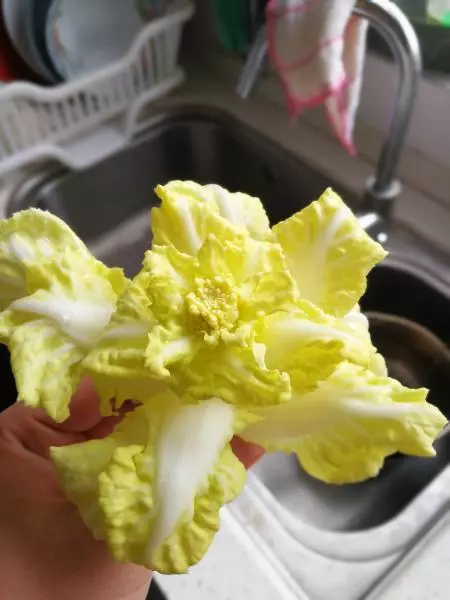 纯天然装饰白菜花