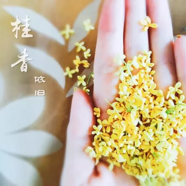 自制【桂花蜜】