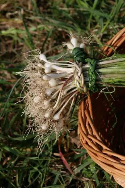 野蒜饼