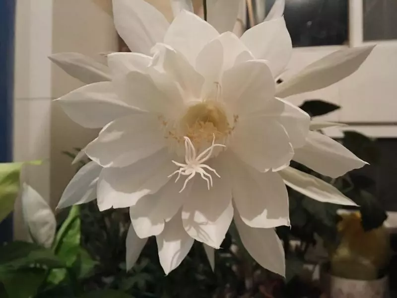 昙花煎鸡蛋