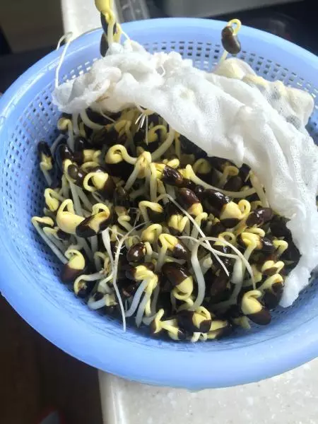 自發豆芽