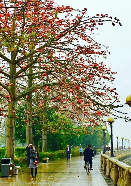 春日木棉花