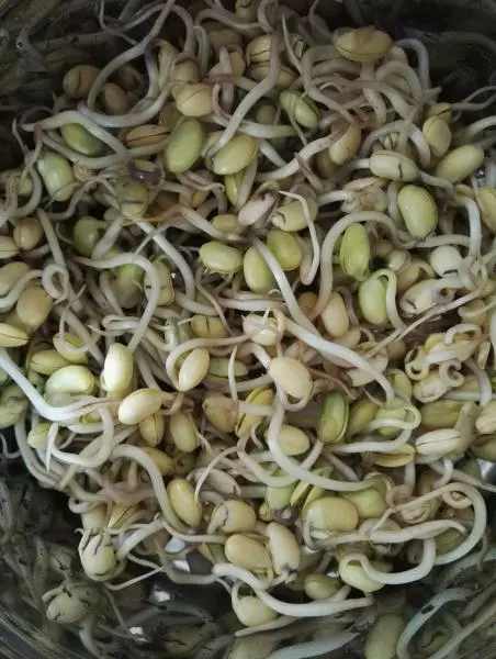 生黃豆芽 綠豆芽 綠色健康 懶人必備