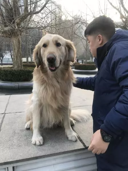 自製狗狗元氣蛋