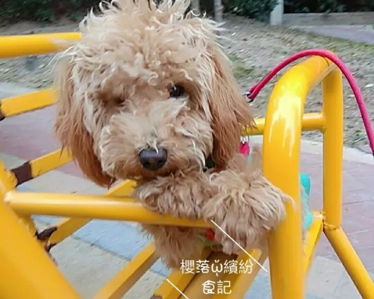 Lisa小公主的萌拍及美食--自製營養豐富的犬糧