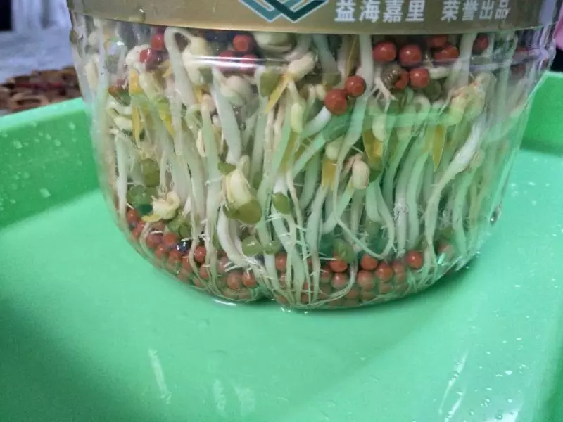 自制绿豆芽