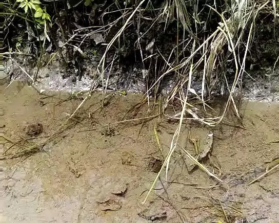 臘肉藠頭燒野鱔