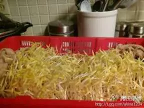 自发绿豆芽