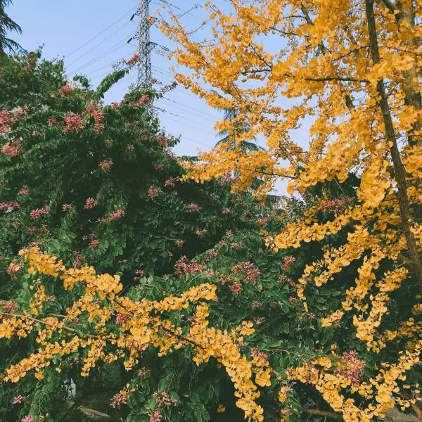 愤怒的芋儿烧鸡