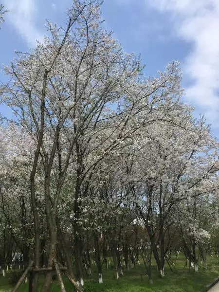 秘制烤鸡