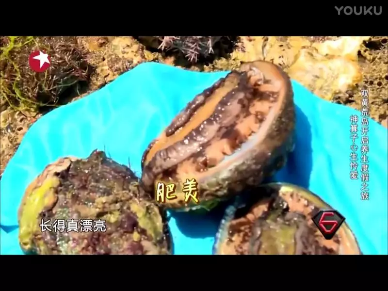 贵妇鲍鱼