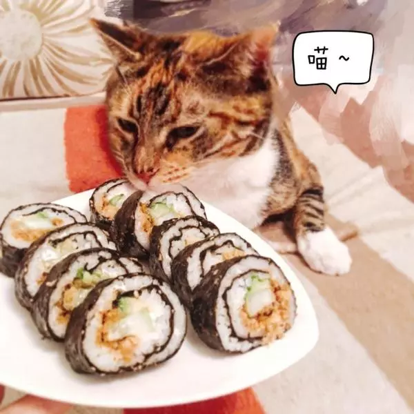 苦逼寿司