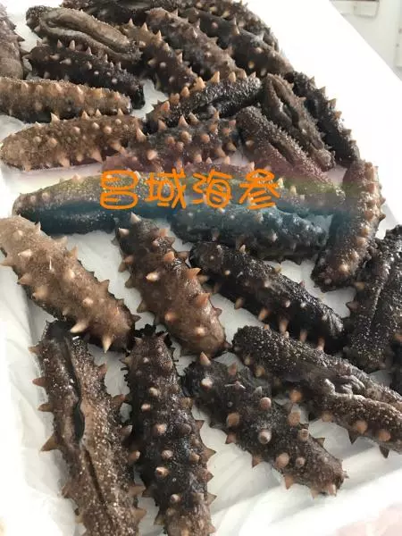 海參泡發