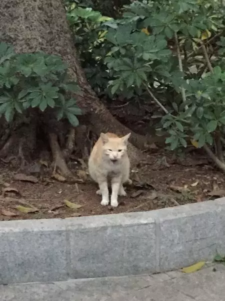 自制猫粮之-。-有猫饼