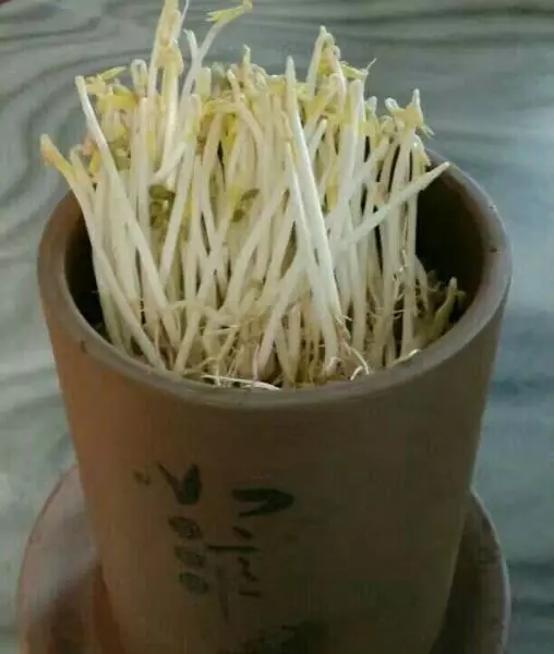 陶罐發芽菜