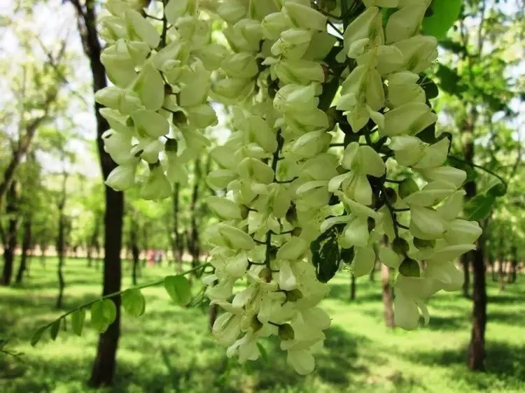 槐花蛋花羹