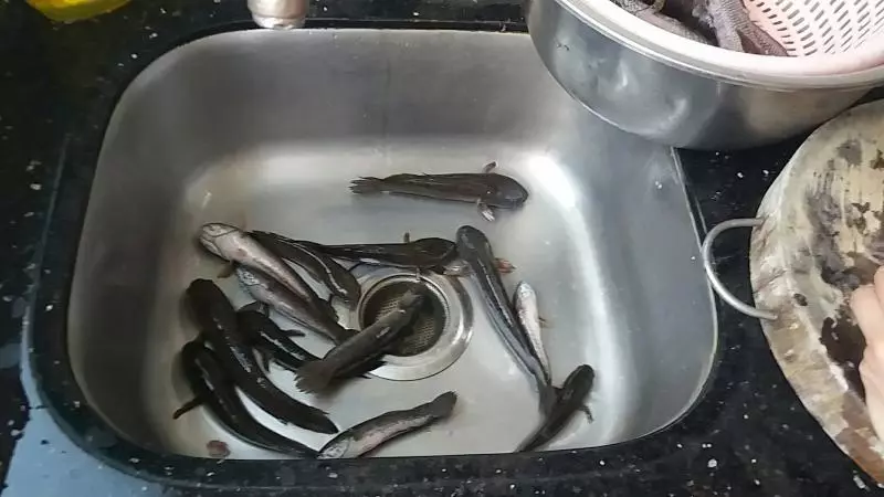 老虎魚沙參玉竹湯