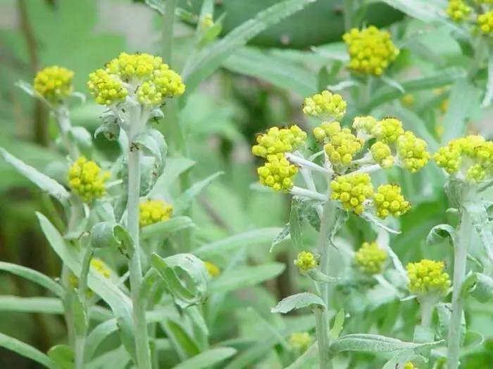 清明果（鼠麴草）