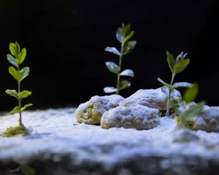 飞雪连天陈皮糕