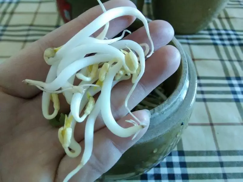 家庭自發綠豆芽