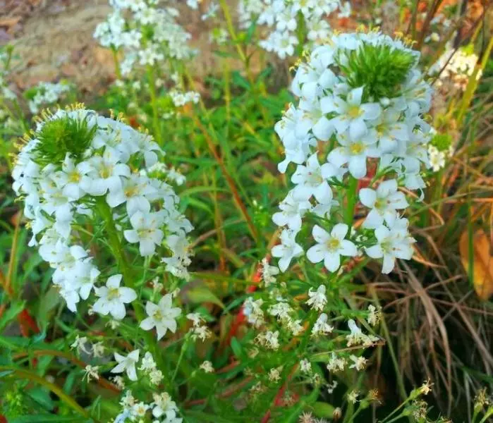 那些花儿&lt;记录篇&gt;